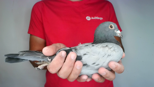 Pigeon image