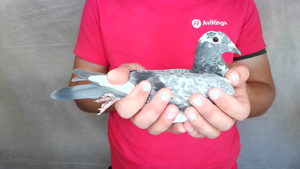 Pigeon image