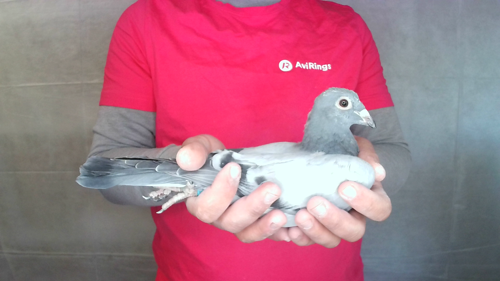 Pigeon image