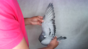 Pigeon image