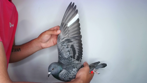 Pigeon image