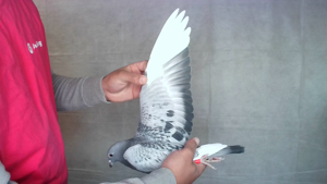 Pigeon image