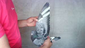 Pigeon image