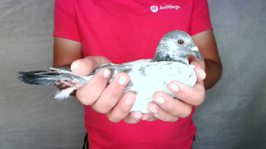 Pigeon image