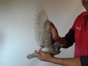 Pigeon image