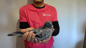 Pigeon image