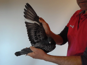 Pigeon image