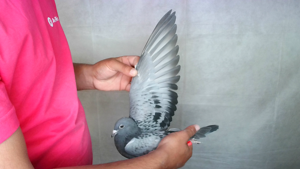 Pigeon image