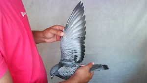 Pigeon image