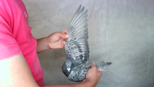 Pigeon image