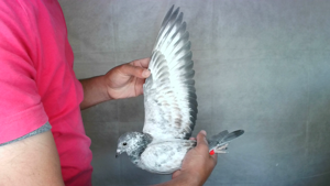 Pigeon image