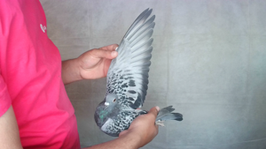 Pigeon image