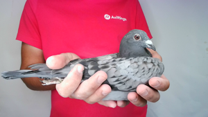 Pigeon image