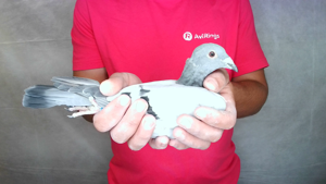 Pigeon image