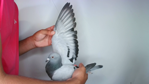 Pigeon image