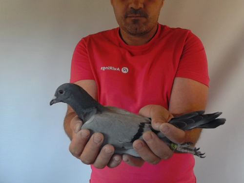 Pigeon image