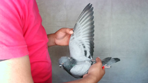 Pigeon image