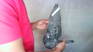 Pigeon image