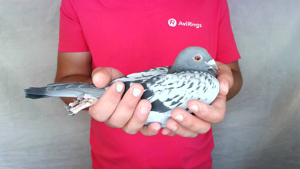 Pigeon image