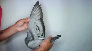 Pigeon image