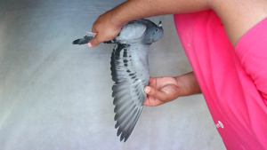 Pigeon image