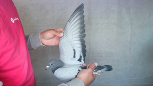Pigeon image