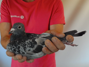 Pigeon image