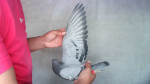 Pigeon image