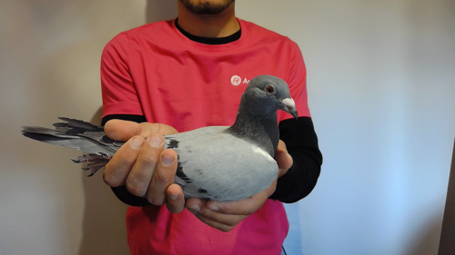 Pigeon image