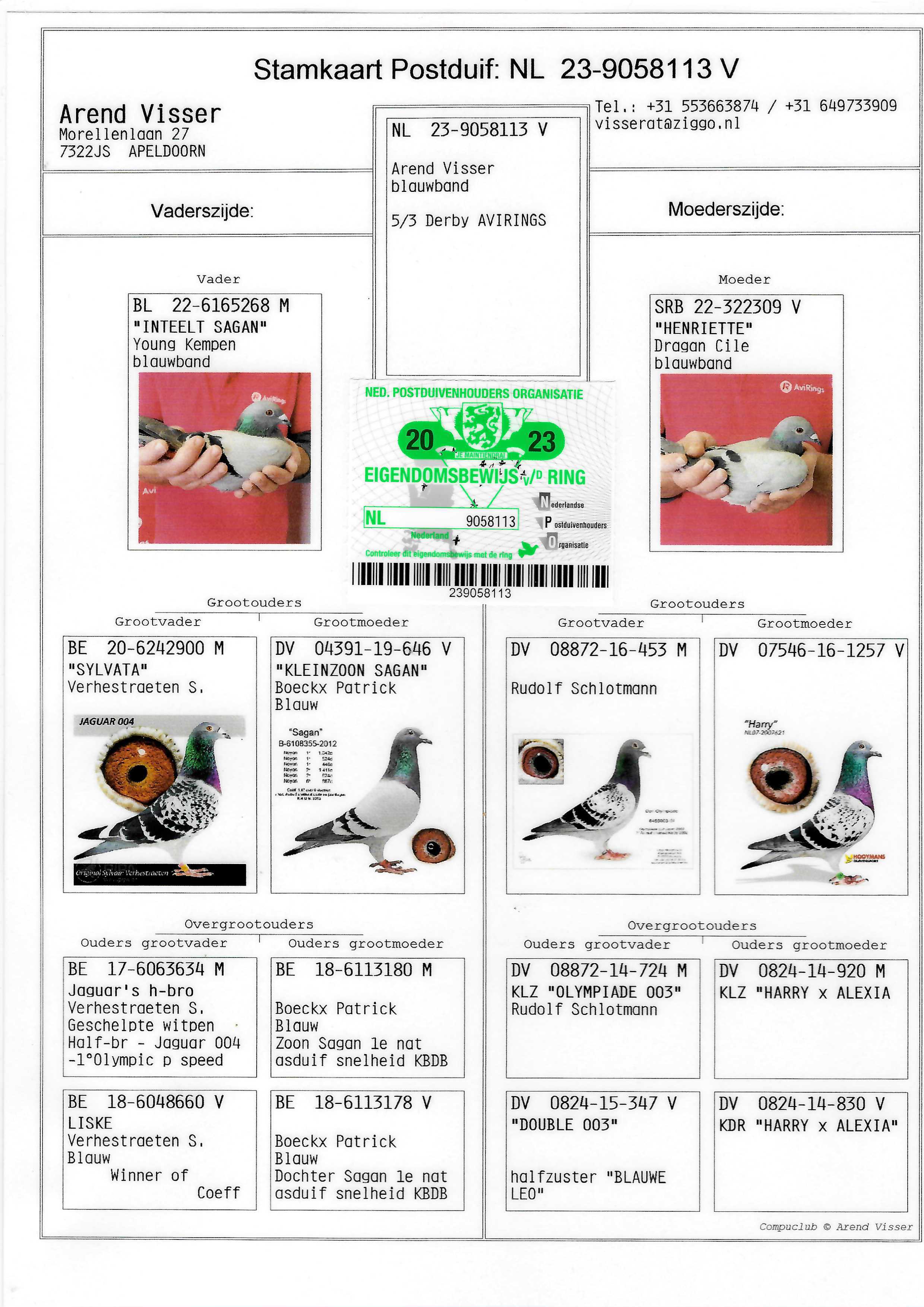 Pigeon pedigree image