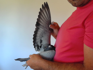 Pigeon image