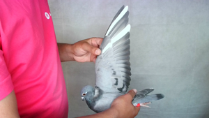 Pigeon image