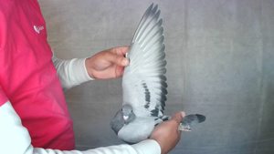 Pigeon image
