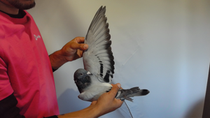 Pigeon image