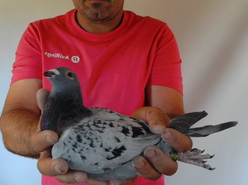 Pigeon image