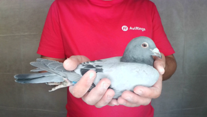 Pigeon image
