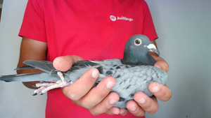 Pigeon image