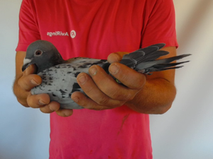 Pigeon image