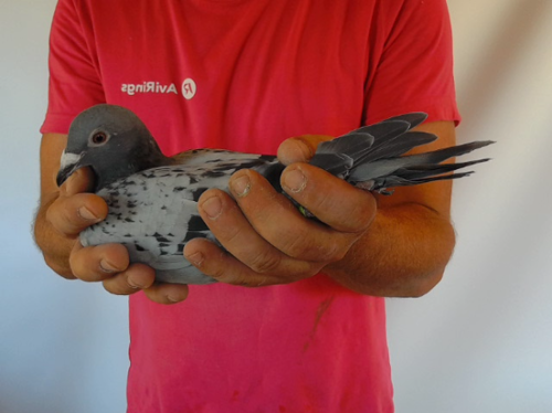 Pigeon image