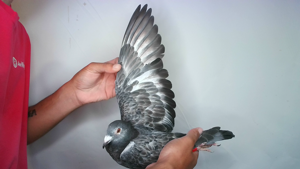 Pigeon image