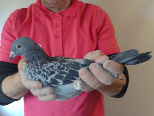 Pigeon image