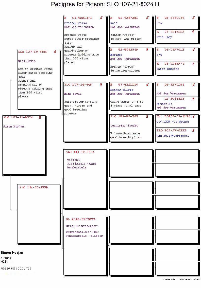 Pigeon pedigree image