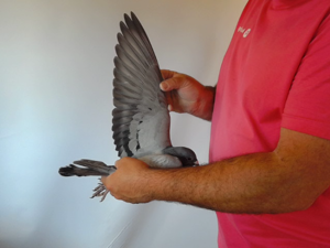 Pigeon image