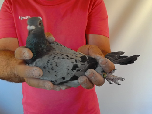 Pigeon image