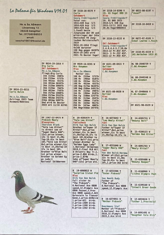 Pigeon pedigree image