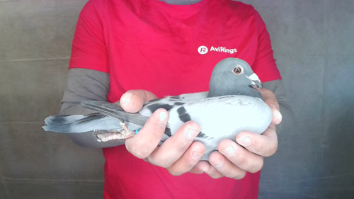 Pigeon image