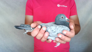 Pigeon image