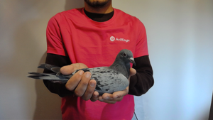 Pigeon image