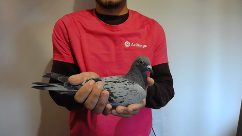 Pigeon image