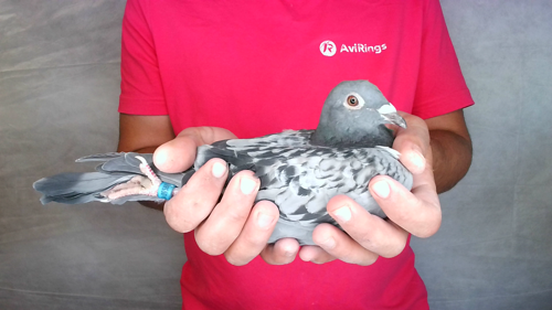 Pigeon image